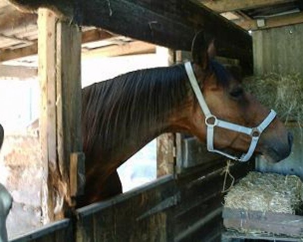 broodmare Lilli-Lola (Oldenburg, 1994, from Lungau)
