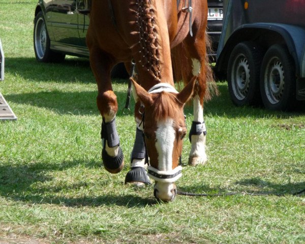 horse Nadja (KWPN (Royal Dutch Sporthorse), 1995, from Fortissimo)