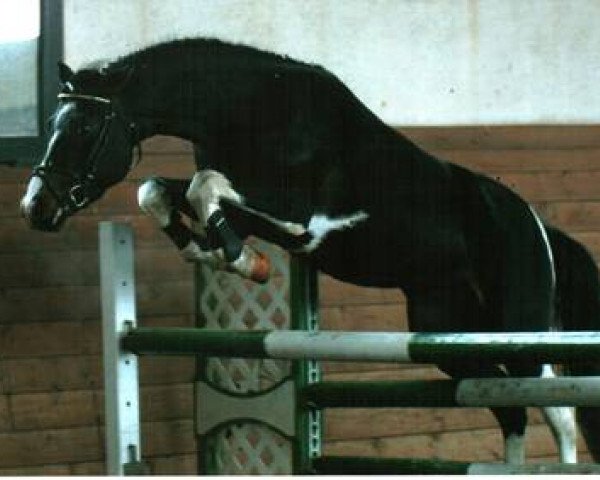 stallion El Kayr (Lewitzer, 1995, from El Paso) stallion El Kayr (Lewitzer, 1995, from El Paso)