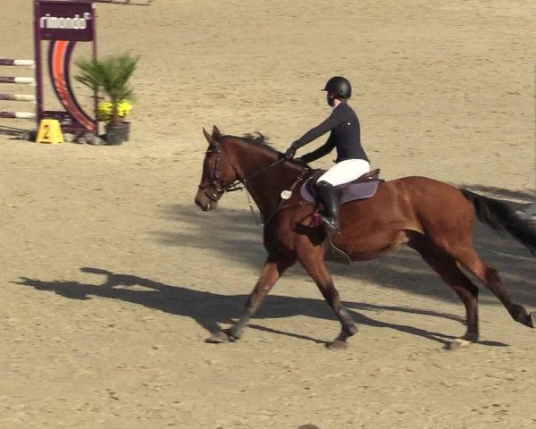 Reitturnier Westergellersen 2022