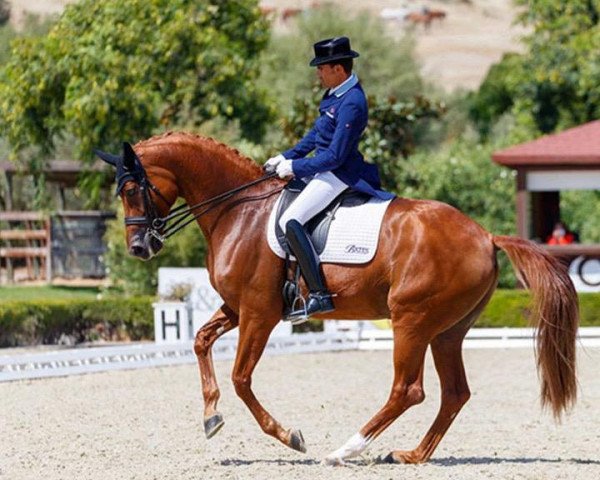 dressage horse Divina Royal (Hanoverian, 2010, from Desperados FRH)