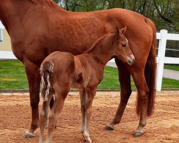 horse Franz-Xaver (Hanoverian, 2021, from Fidertanz)