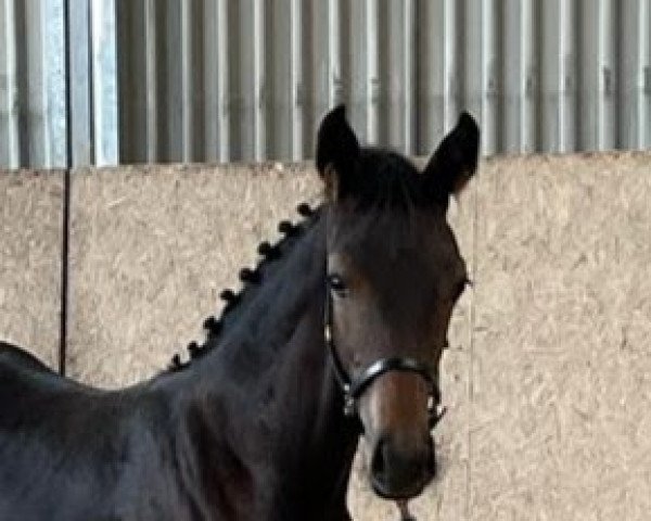 horse Fräulein Fröhlich (Hanoverian, 2022, from Fidertanz)