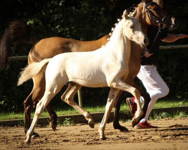 stallion Nandor (German Riding Pony, 2022, from FS New Chance)