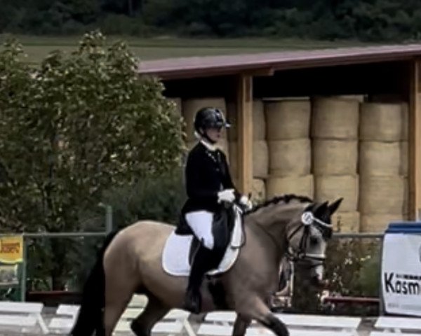 broodmare Dornik's Dancing Queen AT (German Riding Pony, 2018, from Dornik B) broodmare Dornik's Dancing Queen AT (German Riding Pony, 2018, from Dornik B)