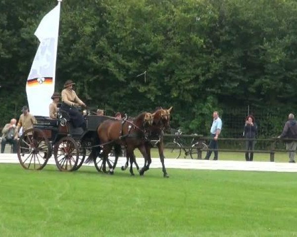 horse Tango 283 (KWPN (Royal Dutch Sporthorse), 2000, from Kelvin)