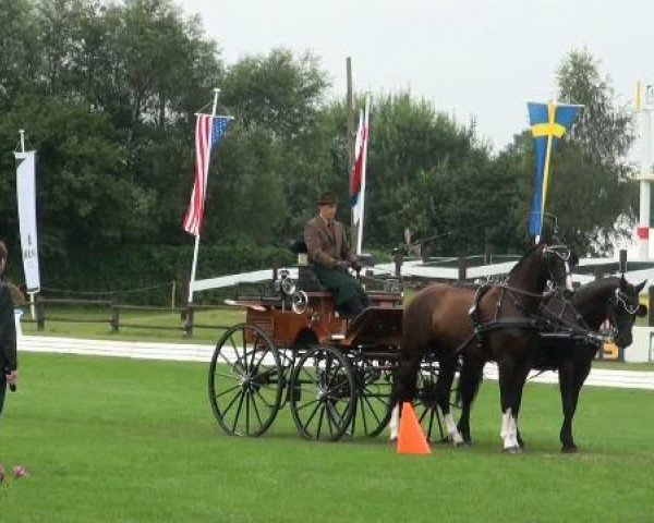jumper Zorro B (KWPN (Royal Dutch Sporthorse), 2004, from Jackson)