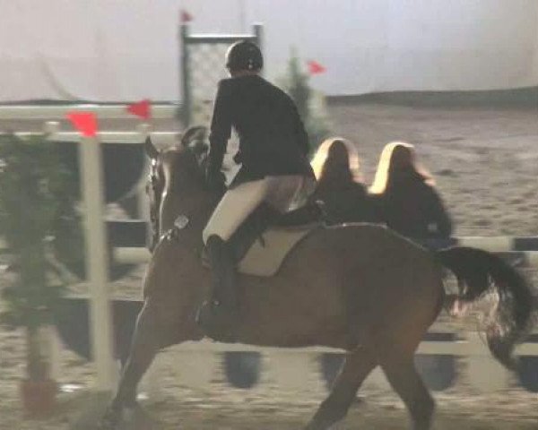 jumper Pipkin 2 (Swedish Warmblood, 1997, from Corrado II)