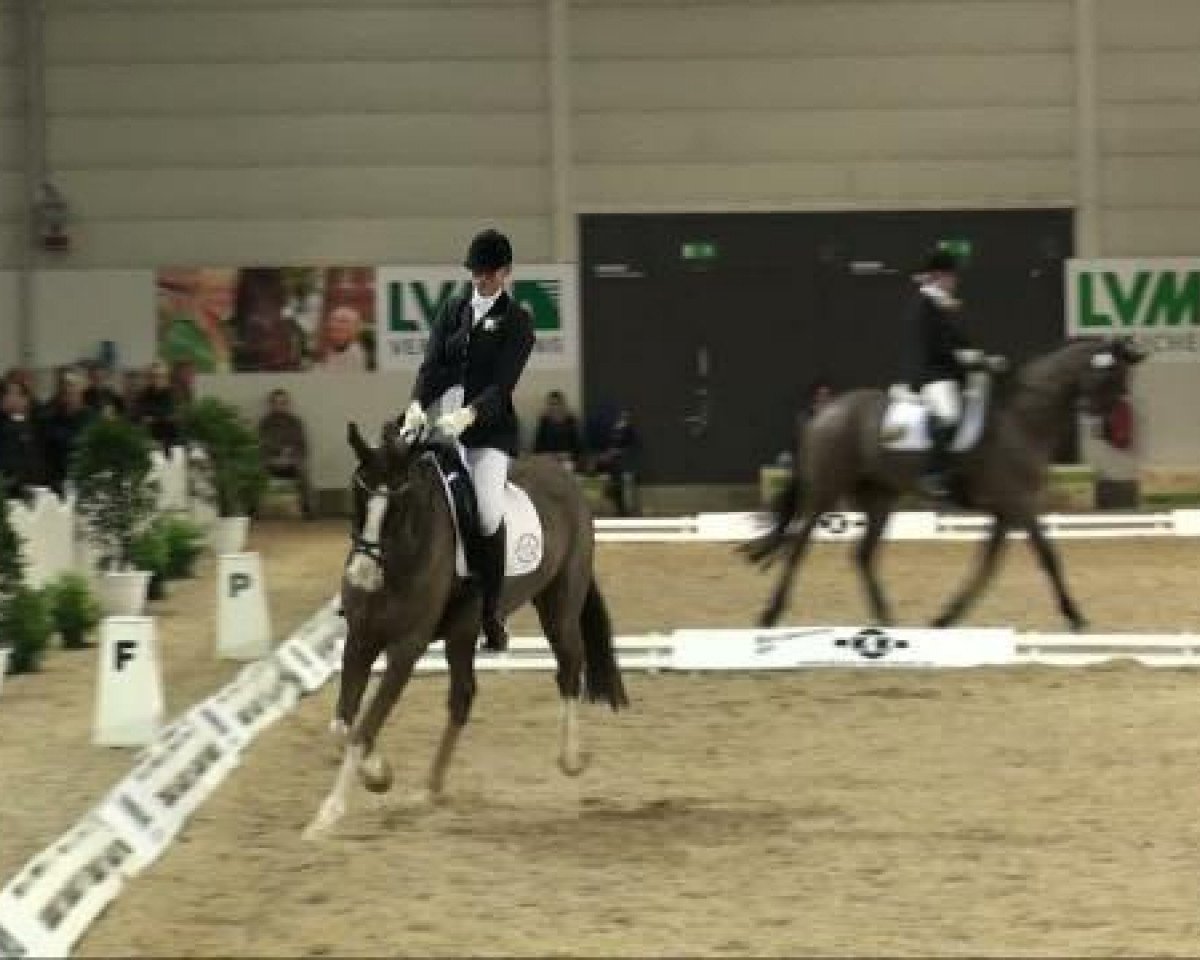 Geländepferd Smart Caesar (Irish Sport Horse, 2003, von Caesar Imperator xx) - K&K Cup Münster 06.01.2011 3-Dressurprüfung Kl. A