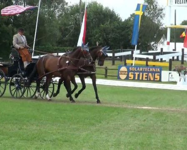 horse Casanova 269 (Hanoverian, 1999, from Carismo II 123 FIN)