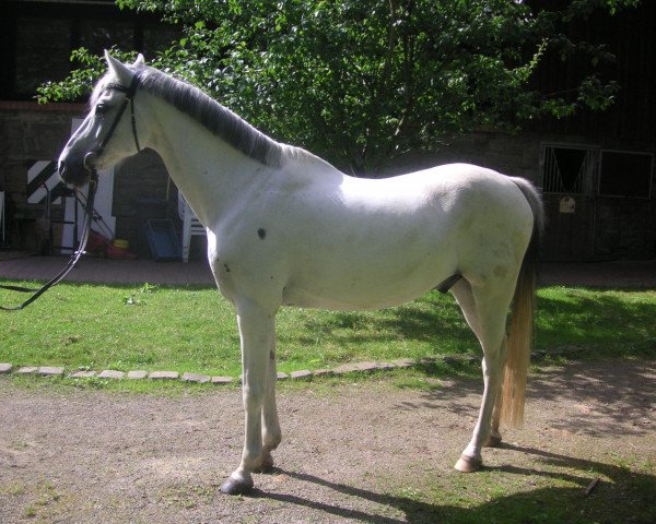 horse Vargo Bianco (German Riding Pony, 1991, from Valento)