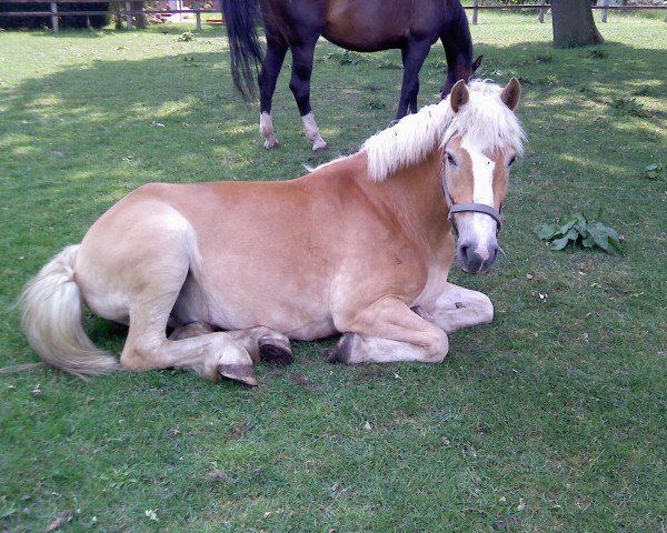 jumper Bimbo (Haflinger, 2006, from Almwind)