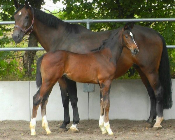 horse Callistus Continus (Hanoverian, 2022, from Conthargos)