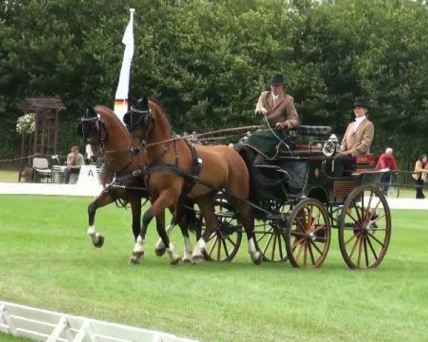 horse Alfred 71 (KWPN (Royal Dutch Sporthorse), 2005, from Talos) horse Alfred 71 (KWPN (Royal Dutch Sporthorse), 2005, from Talos)