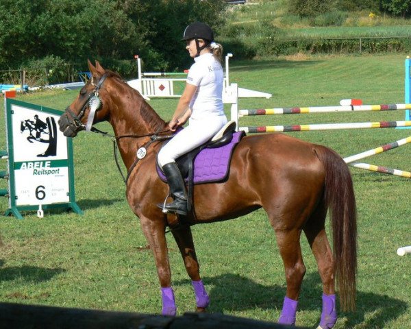 broodmare Windfee (Württemberger, 1996, from Warkantos)
