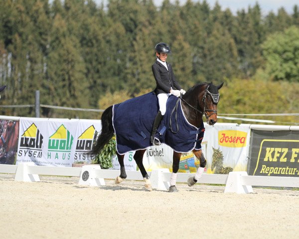 dressage horse Get It (German Riding Pony, 2009, from Gerlof) dressage horse Get It (German Riding Pony, 2009, from Gerlof)