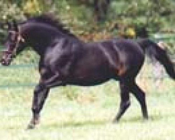 stallion Dictator's Song xx (Thoroughbred, 1987, from Seattle Song xx) stallion Dictator's Song xx (Thoroughbred, 1987, from Seattle Song xx)
