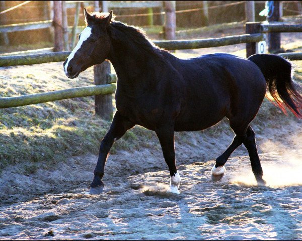 broodmare Gastella (Mecklenburg, 1990, from Gaston 1460)