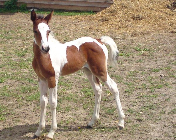 horse Eyla (Pinto / Small Riding Horse, 2011, from El Kayr)