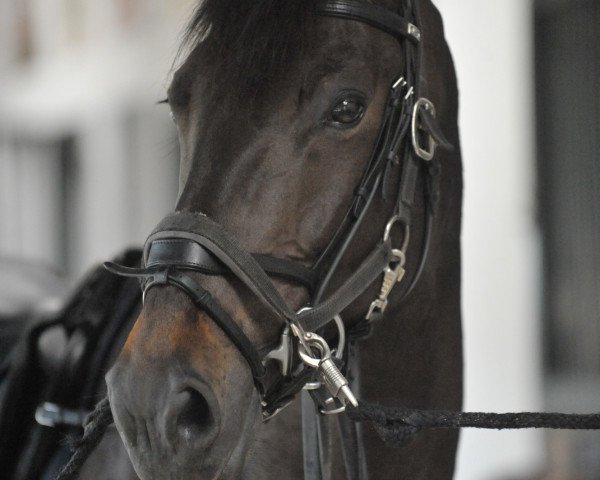 Pferd Fromecs Canturino (Holsteiner, 2003, von Canturo)