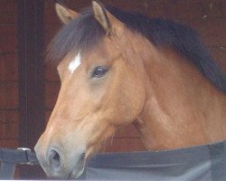 dressage horse Rocker 50 (German Riding Pony, 1993)