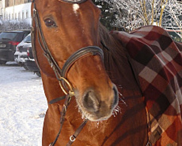 horse Silvaro (Pinto / Small Riding Horse, 1999, from Samenco I B)