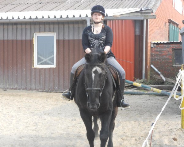 Pferd Penny Lain (Deutsches Reitpferd, 1996, von Lissy's Ludwig)