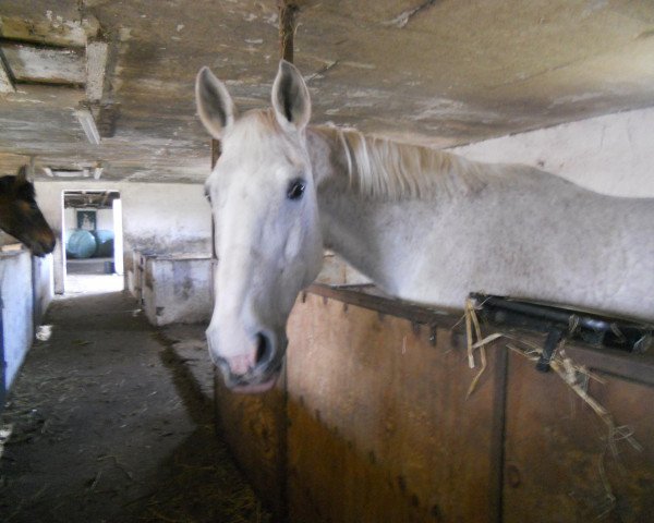 Pferd Firena xx (Englisches Vollblut, 1997, von Lord)