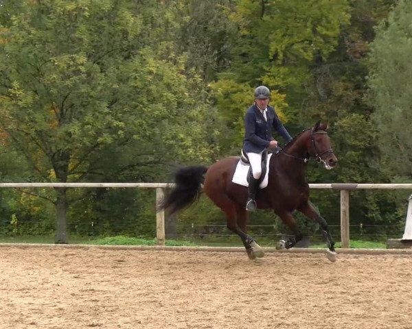 Reitturnier Diessen 2022
