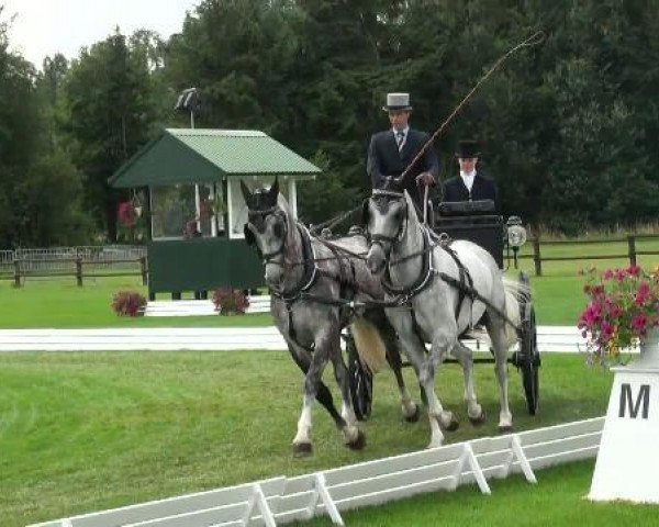 jumper Zakerno (KWPN (Royal Dutch Sporthorse), 2004, from Saffraan)