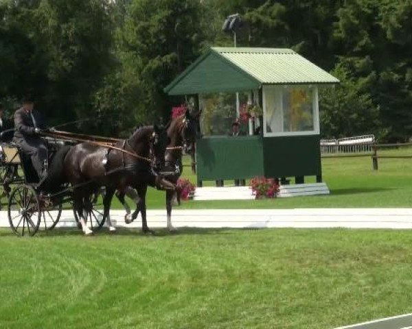 broodmare Lasalle (Holsteiner, 1974, from Conte)