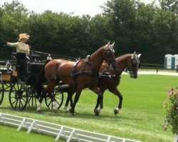 dressage horse Single Malt (Oldenburg, 2007, from San Remo)