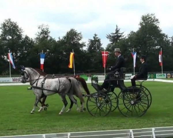 Springpferd Vincent (KWPN (Niederländisches Warmblut), 2002, von Obelisk)