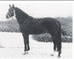stallion Robijn (New Forest Pony, 1975, from Golden Wonder)