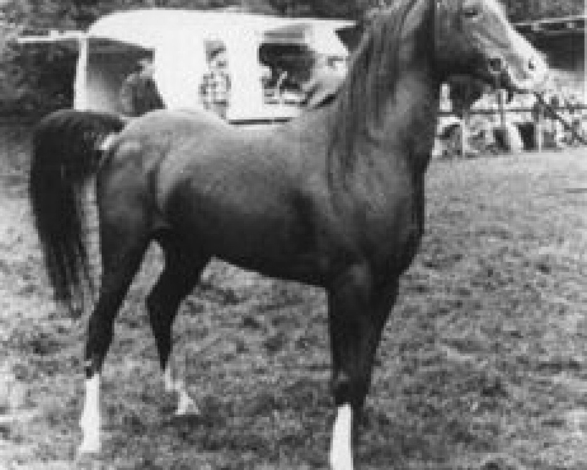 stallion Gromet 1971 ox (Arabian purebred, 1971, from Grojec ox)