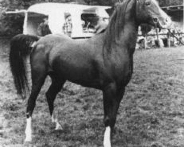 Deckhengst Gromet 1971 ox (Vollblutaraber, 1971, von Grojec ox)