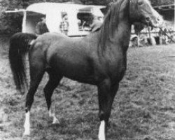 stallion Gromet 1971 ox (Arabian purebred, 1971, from Grojec ox)