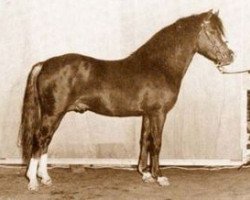 Deckhengst Whatton Copper Beech (Welsh Pony (Sek.B), 1976, von Whatton Lord Bruce)