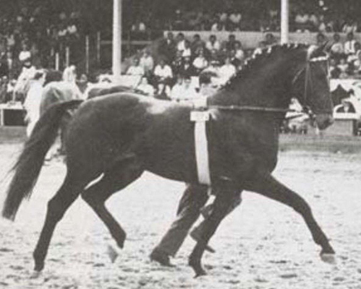stallion Aldato (Holsteiner, 1958, from Anblick xx)