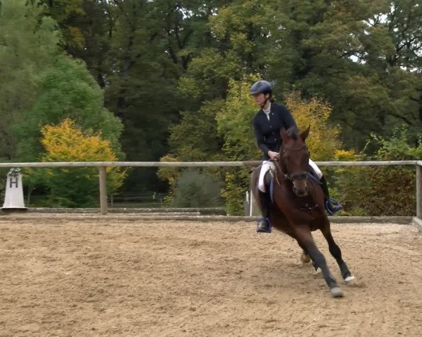 Reitturnier Diessen 2022