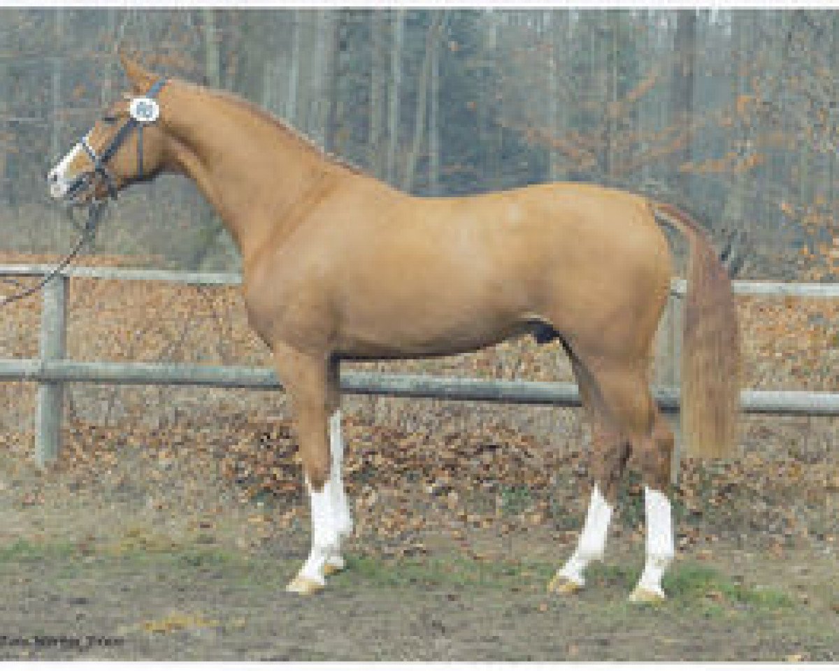 stallion Peking (Westphalian, 2001, from Polytraum)