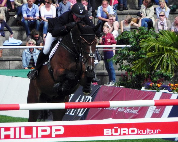 jumper Sauternes ter Vlucht 2 (Belgian Warmblood, 1995, from Gotspe) jumper Sauternes ter Vlucht 2 (Belgian Warmblood, 1995, from Gotspe)