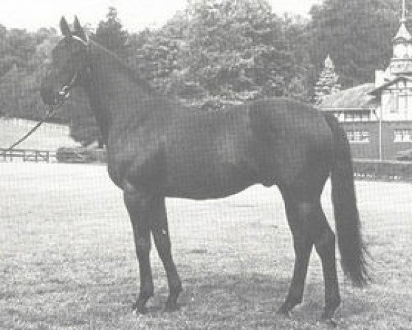 stallion Orsini xx (Thoroughbred, 1954, from Ticino xx)