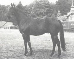 Deckhengst Orsini xx (Englisches Vollblut, 1954, von Ticino xx)