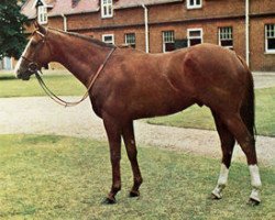 stallion Sharpen Up xx (Thoroughbred, 1969, from Atan xx)