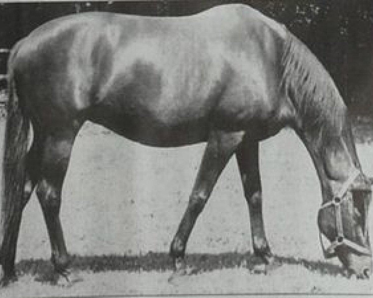 broodmare Kaiserwürde xx (Thoroughbred, 1945, from Bubbles xx)