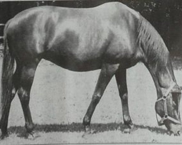 broodmare Kaiserwürde xx (Thoroughbred, 1945, from Bubbles xx)