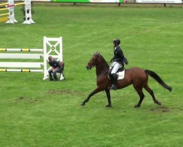 Springpferd Chok-Pur (Westfale, 2005, von Christoph Columbus)