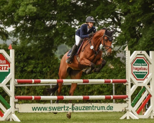 broodmare Lady Bellini (Oldenburg show jumper, 2014, from Los Angeles)
