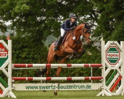broodmare Lady Bellini (Oldenburg show jumper, 2014, from Los Angeles)